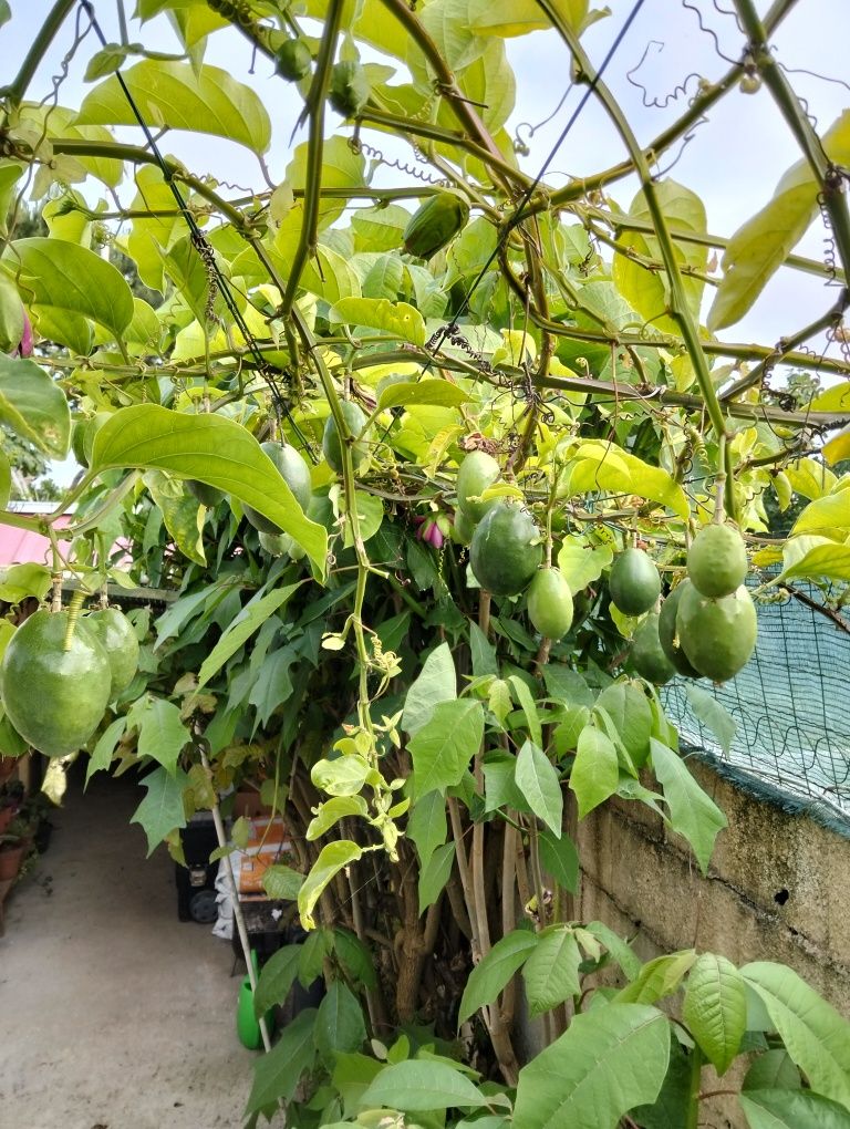 Plantas de maracujá alata gigantes