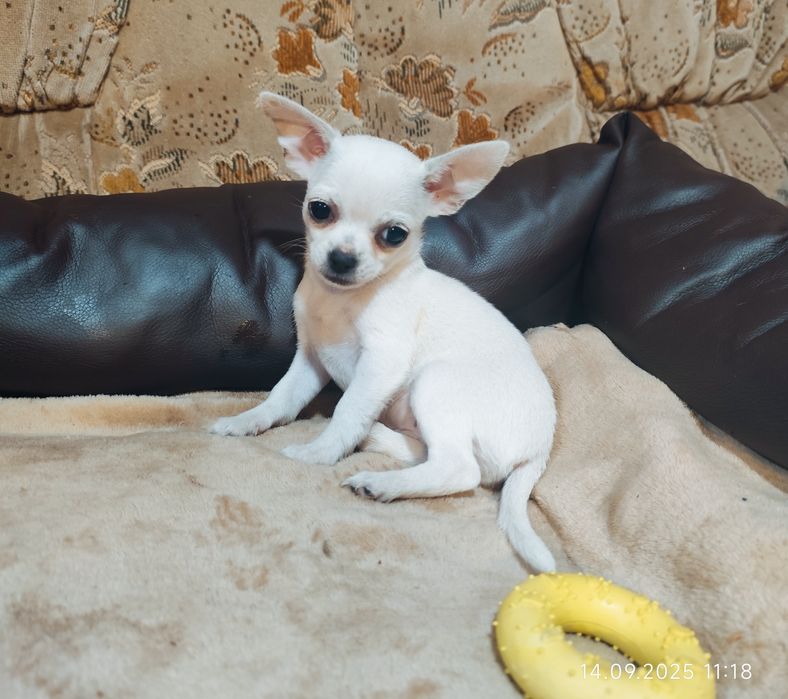 Sunia rasy chihuahua
