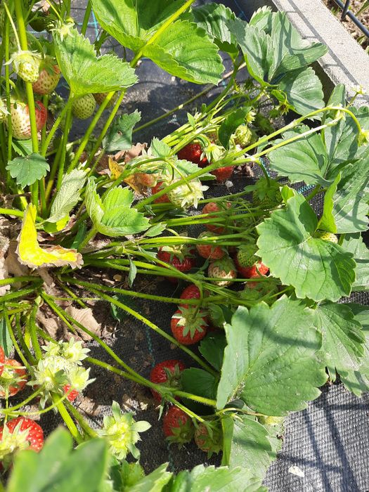 50 sadzonek truskawki