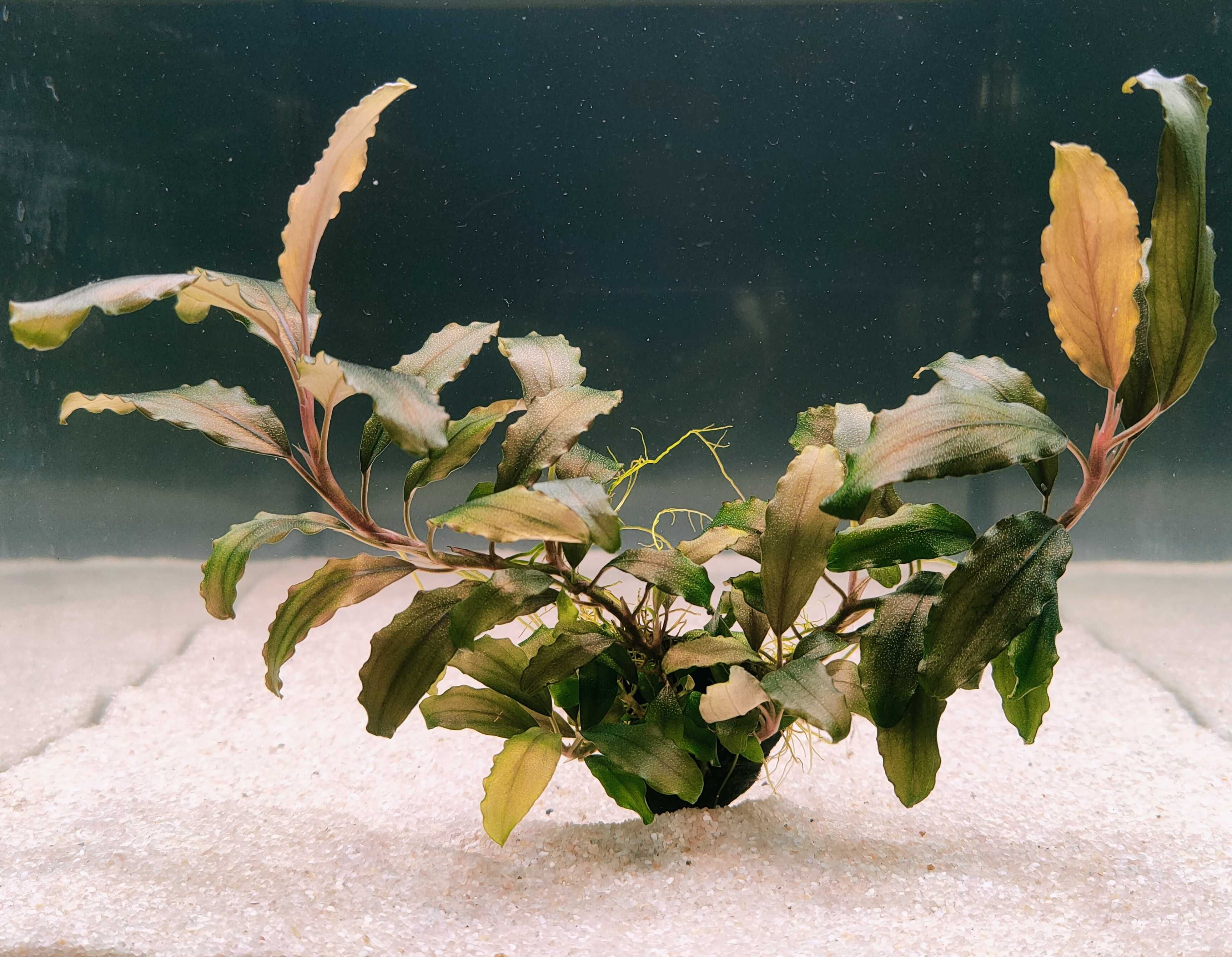 Bucephalandra Blue Velvet Rarytas