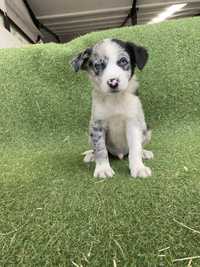 Border Collie Merle Macho