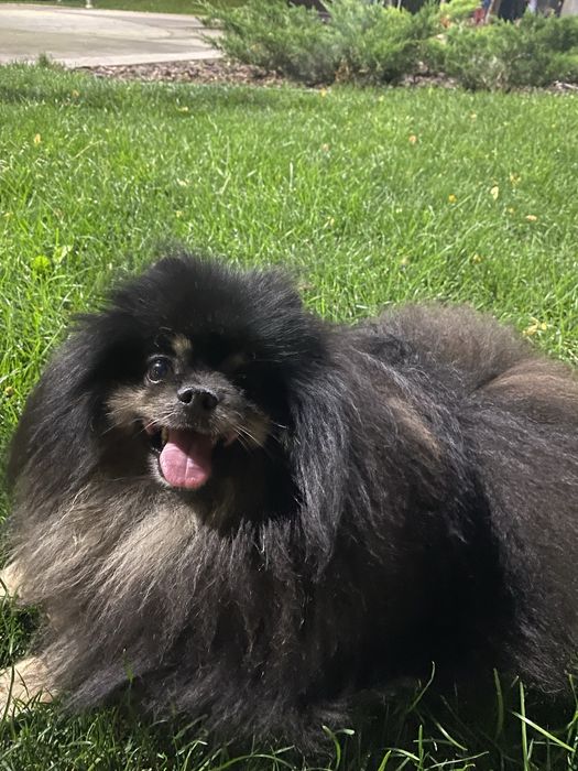 Вязка померанский шпиц