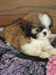 Sprzedam pieska Shih Tzu