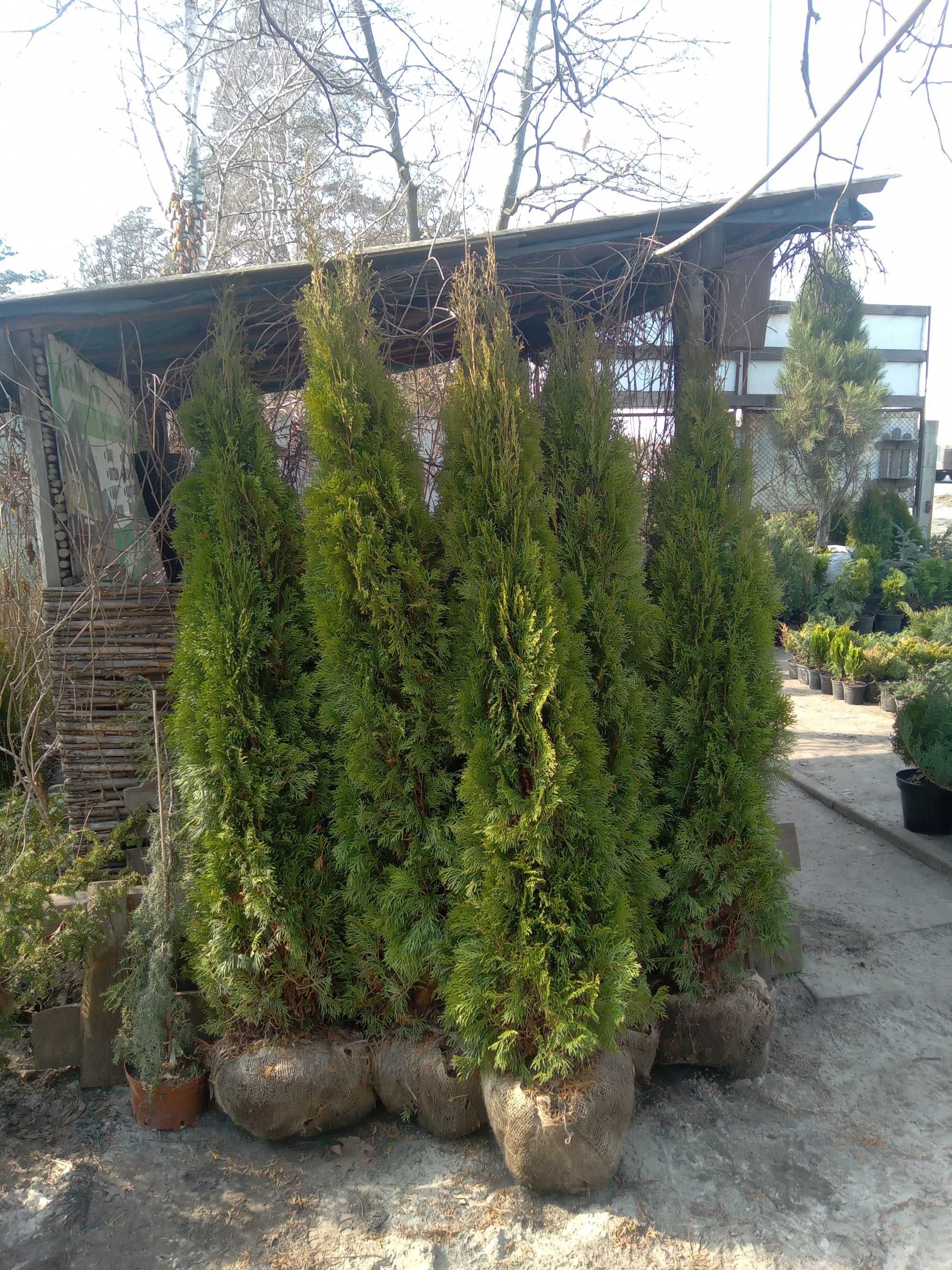 Туя западная Смарагд. Высота 1,7 м. Доставка и высадка