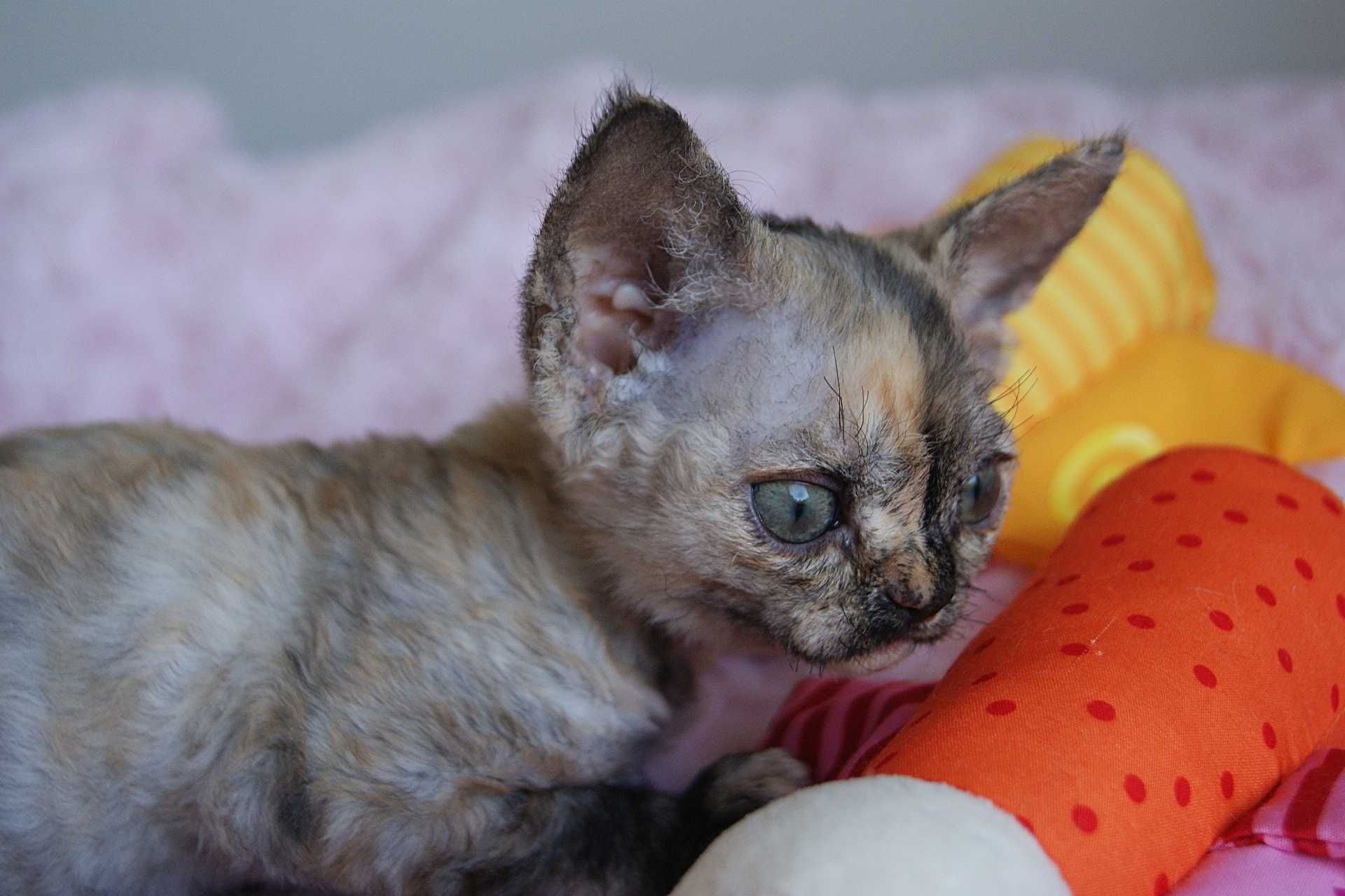 Harmony Calvados*PL  Kochana dziewczynka Devon Rex, zapytaj o filmiki!