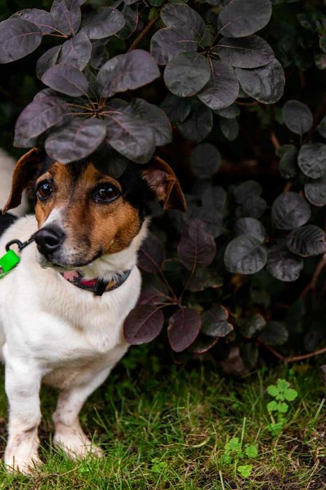 Podaruj dom przyjacielskiej suni w typie jack russel terrier