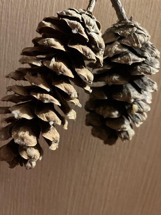 Шишки сосновые, шишки кедровой сосны