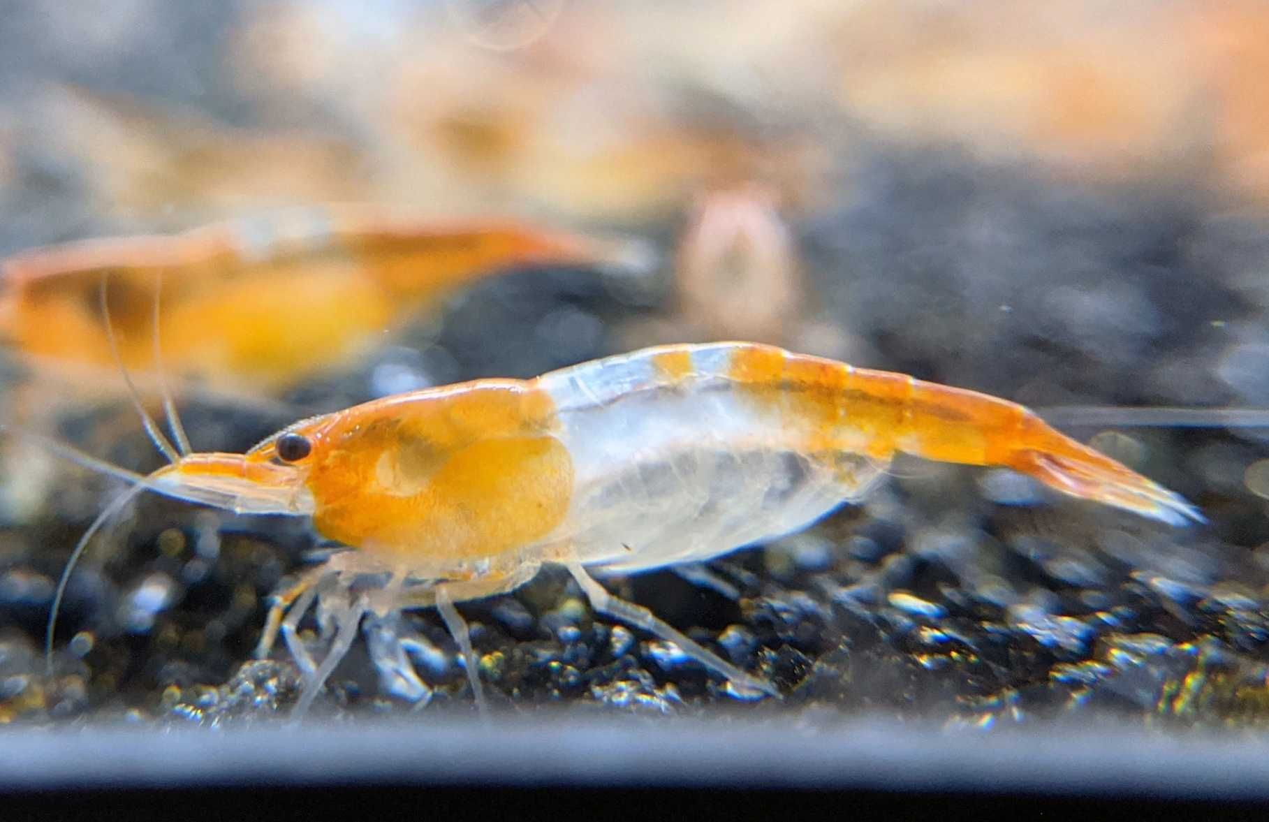 Krewetka ORANGE RILI - Neocaridina - Caridina - dowóz, wysyłka