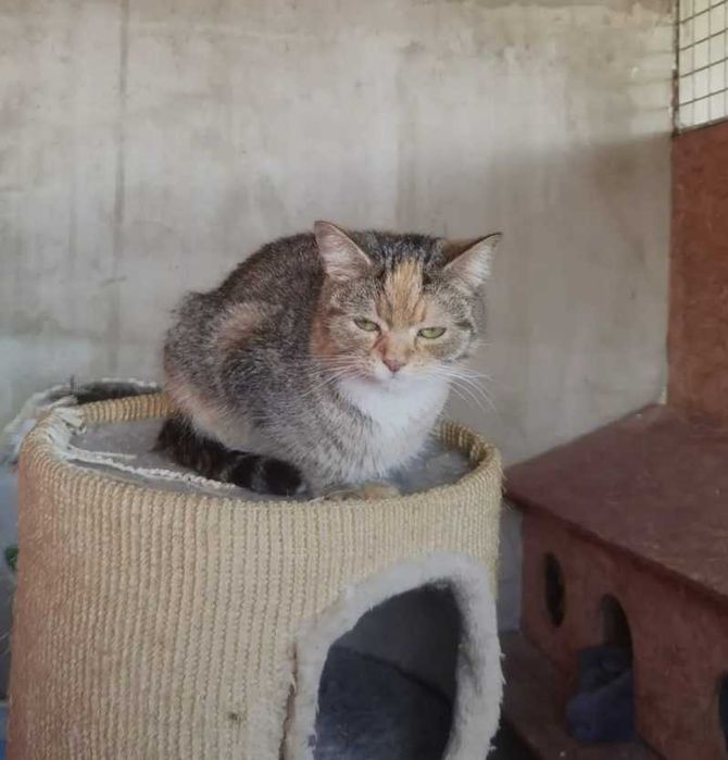 Zocha - przytulaśna koteczka szuka wygodnych kolanek! ;)