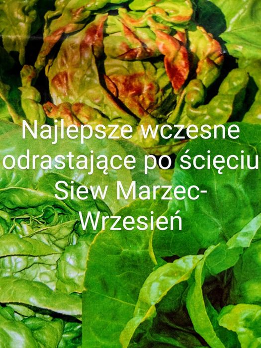 Fasolnik czerwony włoski Fasola 60 cm tyczna