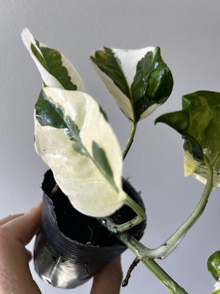 Epipremnum Pearl jade variegata