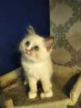 Kocięta rasy Ragdoll