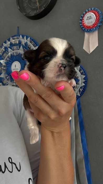 Piesek Shih Tzu z rodowodem