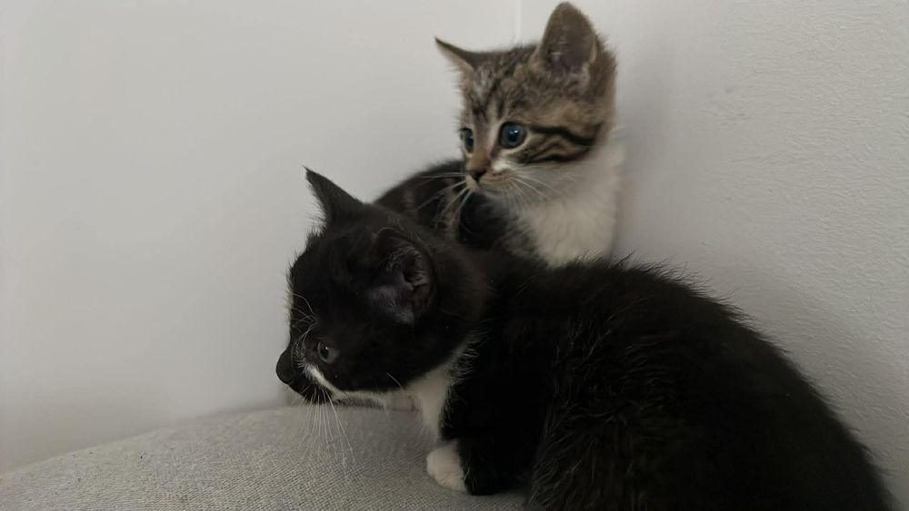 Kotki do PILNEJ adopcji