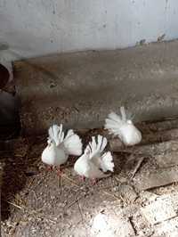 Продам  декоративні голуби павліни дутиші статні