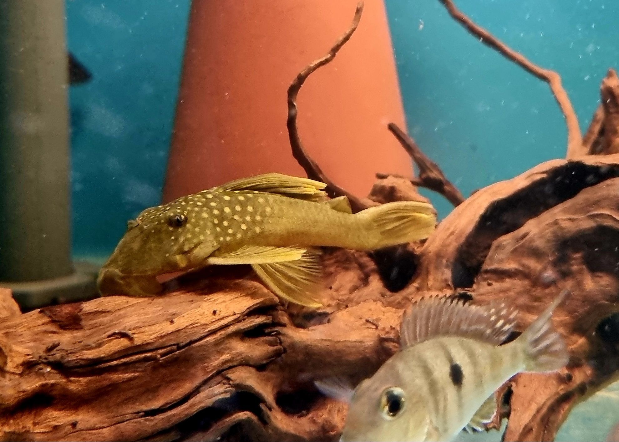 Zbrojnik L200 green phantom (Hemiancistrus subviridis) odłów f0