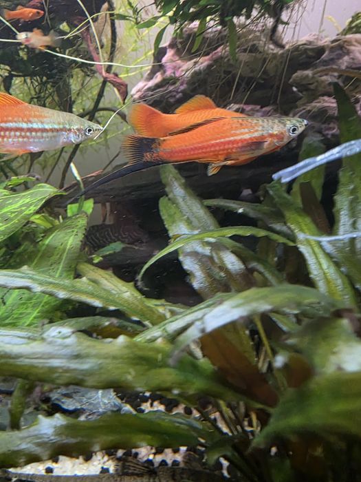 Mieczyki  młode zdrowe