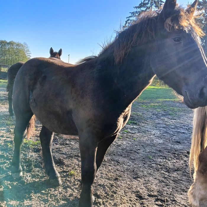 Ogierek zimnokrwisty