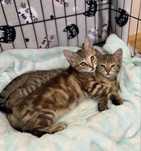 Maja i Mia do adopcji razem lub osobno