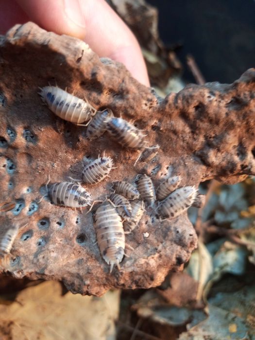 Isopody - porcellio laevis