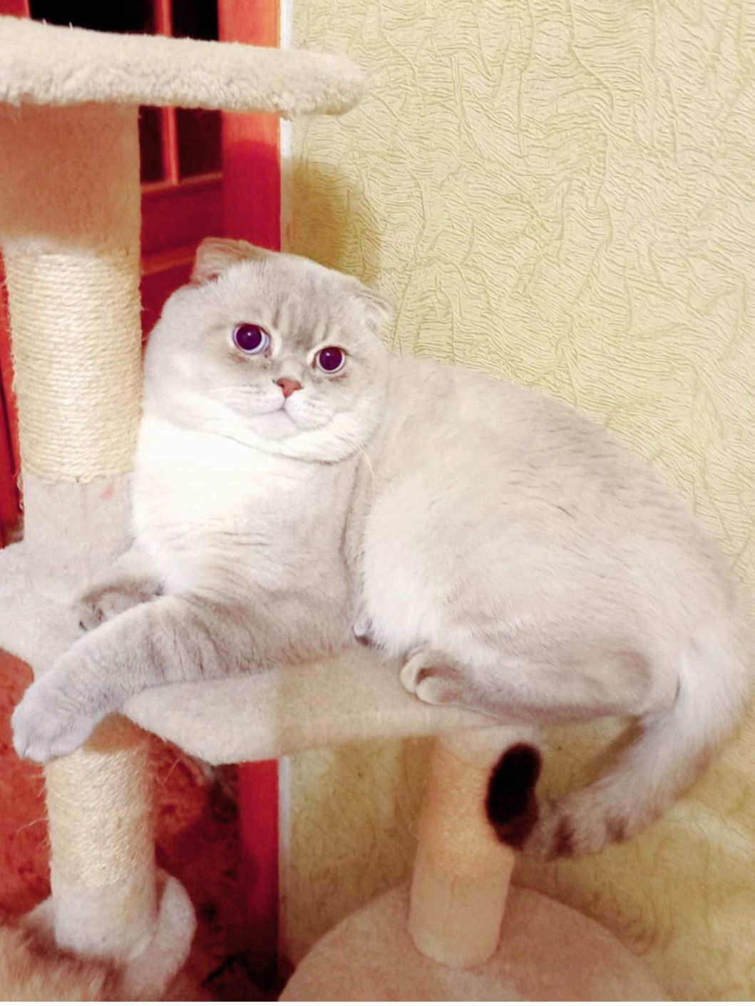 Вязка!Чистокровный вислоухий голубоглазый котик  приглашает девочек !