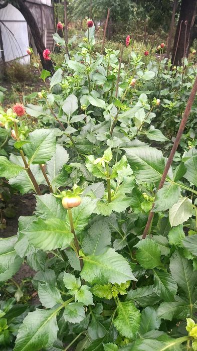 Жоржини продаж поділок