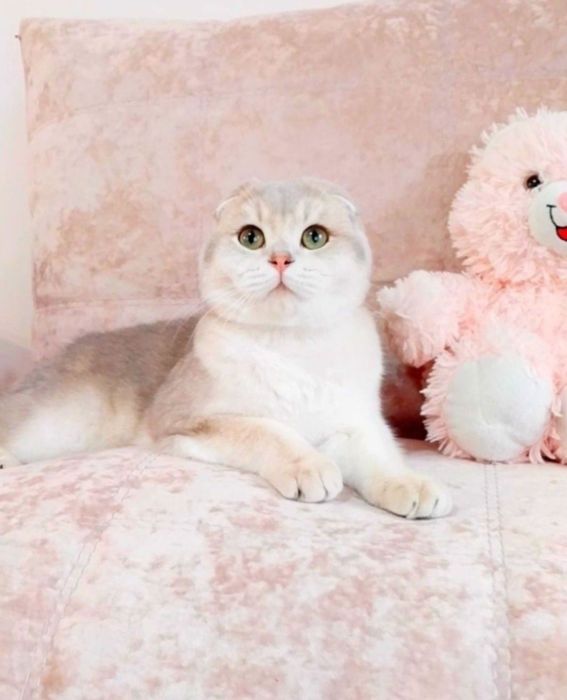 Висловухий хлопчик красунчик шотландик Скотіш Фолд