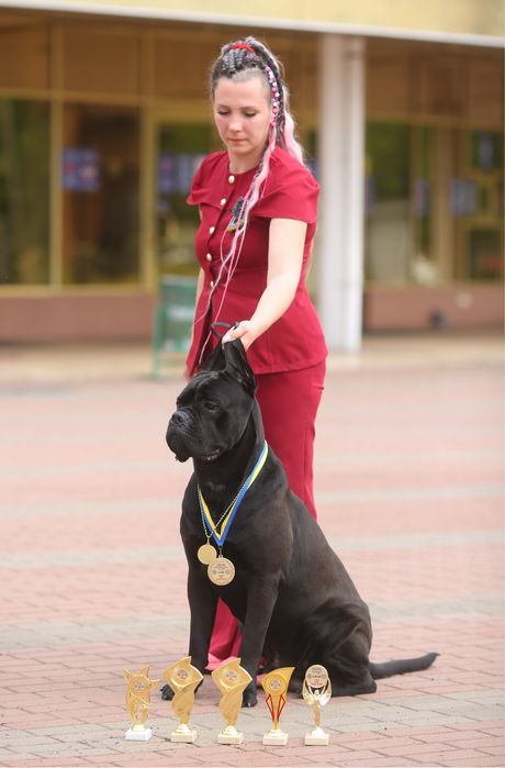 Infinity Glory Amazonian Lion! Шикарный , крупный кобель Кане Корсо