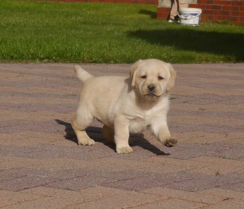 Labrador retriever - biszkoptowa suczka z rodowodem ZKwP / FCI