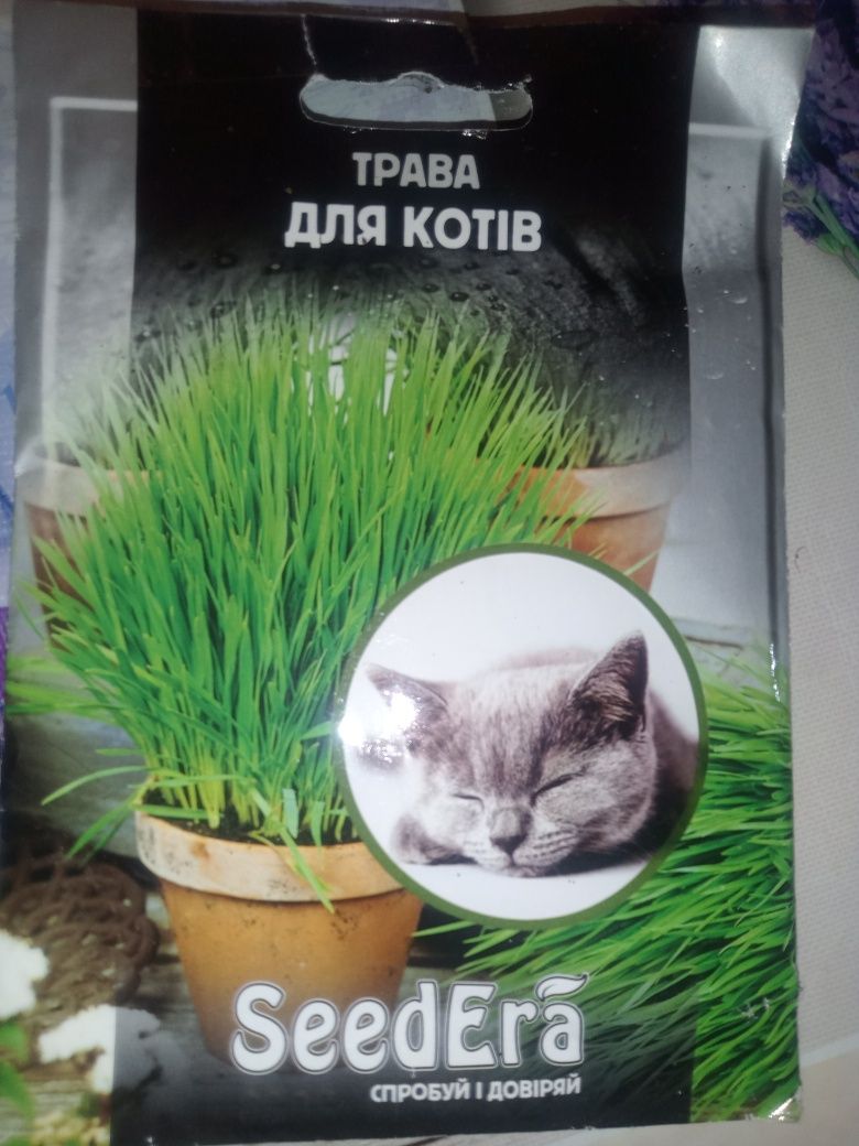 Трава для котов для посадки