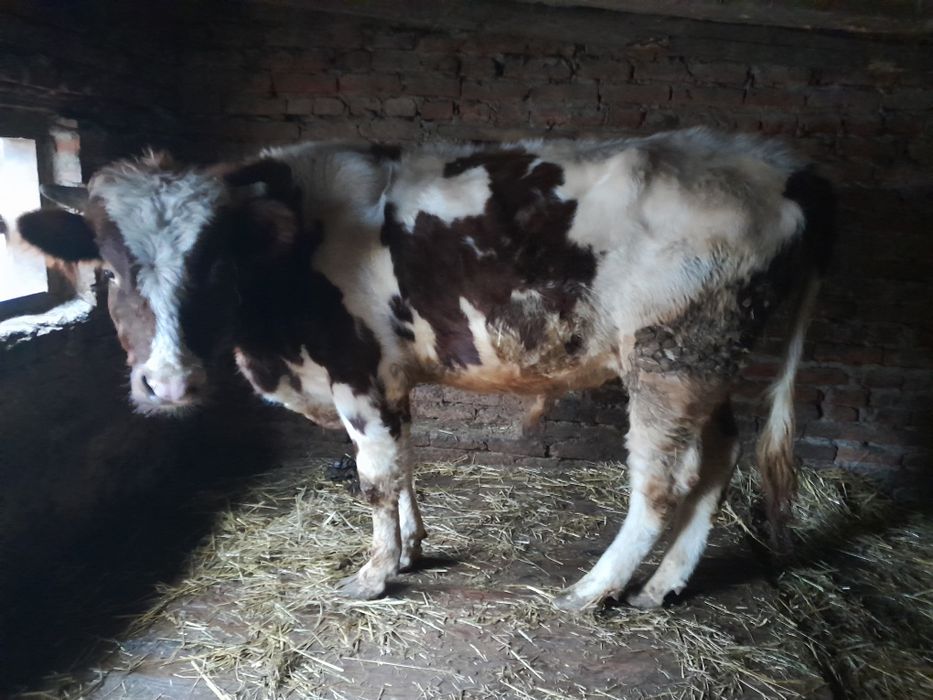 Продам взрослого быка