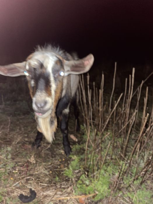 Продам цапа англо-нубієць