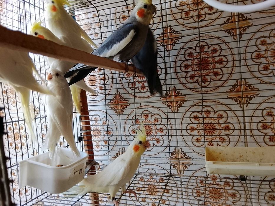 Caturras criadas a mao