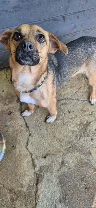 Do adopcji cudowna sunia