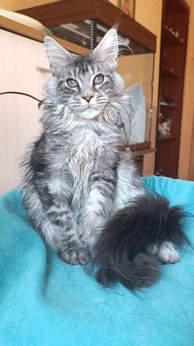 Кошечка породы Мейн Кун