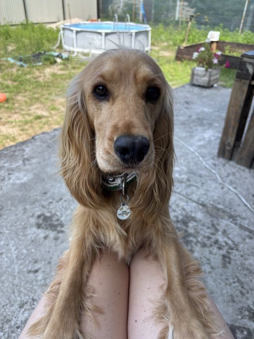 Кавалер Кокер Спаніель