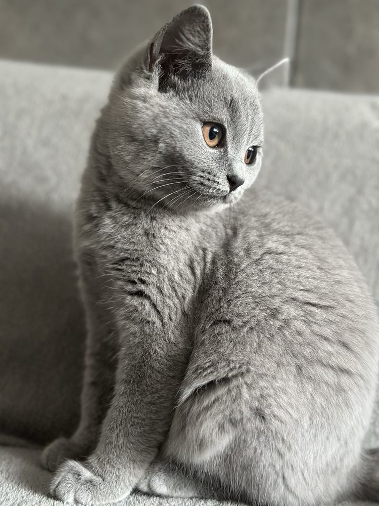 Kocur brytyjski krotkowlosy