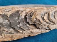 MAMUT kosc ząb Cios kieł kły prawdziwy prehistorycznego mamuta