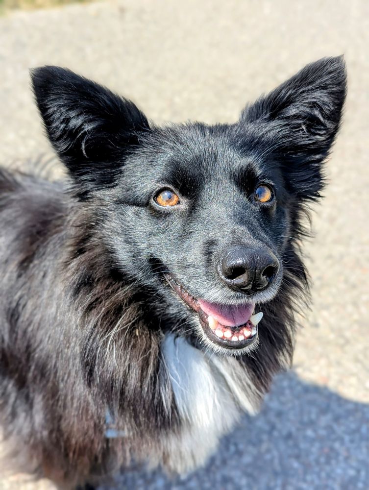 Alfa – miniaturowa piękność jak fiński lapphund