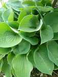 Funkia (Hosta) zestaw 2 doniczek z sadzonkami