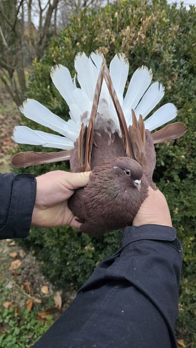 Gołębie szaryki lubelskie