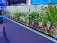 Plantas em vaso Tropica para aquario plantado
