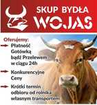 Skup Bydła Rzeźnego ! Krowy Byki Jałówki Konkurencyjne Ceny