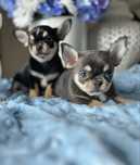 Chihuahua chłopiec