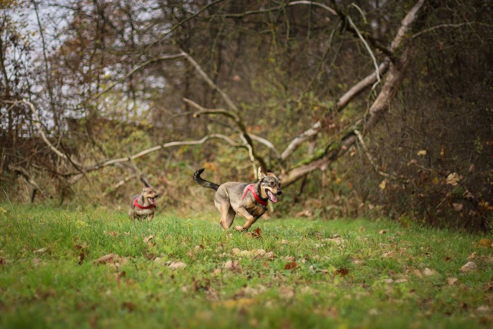 Calineczka  jako pięciomiesięczny szczeniaczek skazana za niewinność