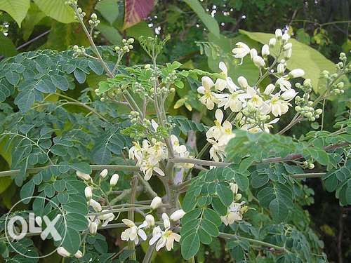 Sementes de Moringa Oleifera. Árvore da vida