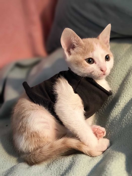 Котик шукає люблячу родину!