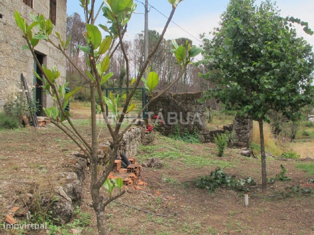 Quinta de Mirtilos com mais de 3 Hectares, localizada perto de Tondela
