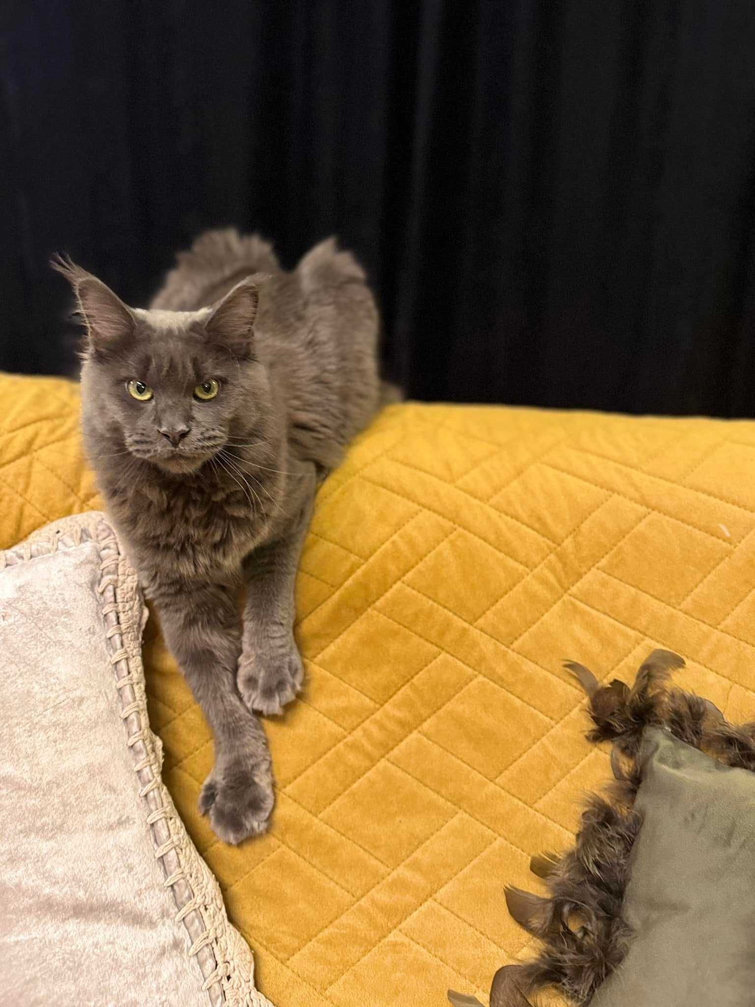 Kocur Kot Maine Coon Srebrny /Silver /Dymny /Pale