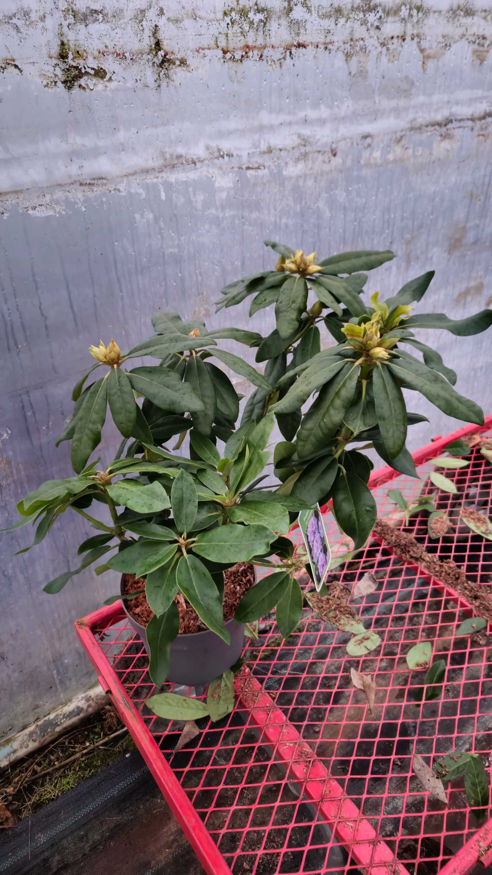 Rododendron 50-60 cm w donicy 4 litrowej